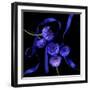 Blue Cornflowers-Magda Indigo-Framed Photographic Print