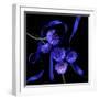 Blue Cornflowers-Magda Indigo-Framed Photographic Print