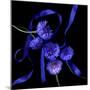 Blue Cornflowers-Magda Indigo-Mounted Photographic Print