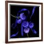 Blue Cornflowers-Magda Indigo-Framed Photographic Print