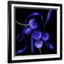 Blue Cornflowers-Magda Indigo-Framed Photographic Print