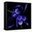 Blue Cornflowers-Magda Indigo-Framed Stretched Canvas