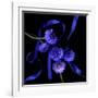 Blue Cornflowers-Magda Indigo-Framed Photographic Print