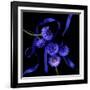 Blue Cornflowers-Magda Indigo-Framed Photographic Print