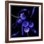 Blue Cornflowers-Magda Indigo-Framed Photographic Print