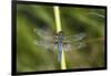 Blue Corporal Male in Wetland, Marion, Illinois, Usa-Richard ans Susan Day-Framed Photographic Print