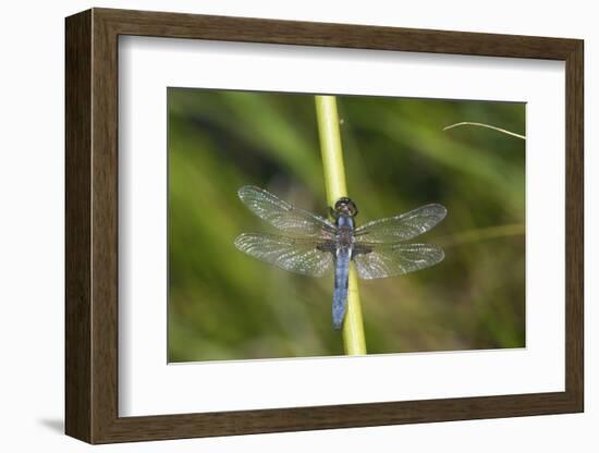 Blue Corporal Male in Wetland, Marion, Illinois, Usa-Richard ans Susan Day-Framed Photographic Print