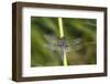 Blue Corporal Male in Wetland, Marion, Illinois, Usa-Richard ans Susan Day-Framed Photographic Print