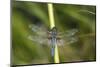 Blue Corporal Male in Wetland, Marion, Illinois, Usa-Richard ans Susan Day-Mounted Photographic Print