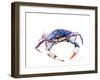 Blue Crab-Suren Nersisyan-Framed Art Print