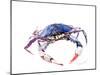 Blue Crab-Suren Nersisyan-Mounted Art Print