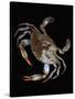Blue Crab-Christopher C Collins-Stretched Canvas