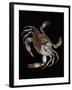 Blue Crab-Christopher C Collins-Framed Photographic Print