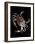 Blue Crab-Christopher C Collins-Framed Photographic Print