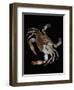 Blue Crab-Christopher C Collins-Framed Photographic Print