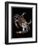 Blue Crab-Christopher C Collins-Framed Photographic Print