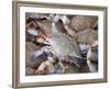 Blue Crabs, Maine Avenue Fish Market, Washington DC, USA, District of Columbia-Lee Foster-Framed Photographic Print
