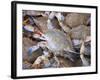 Blue Crabs, Maine Avenue Fish Market, Washington DC, USA, District of Columbia-Lee Foster-Framed Photographic Print