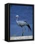 Blue Crane, Anthropoides Paradisea, Etosha National Park, Namibia, Africa-Thorsten Milse-Framed Stretched Canvas