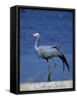 Blue Crane, Anthropoides Paradisea, Etosha National Park, Namibia, Africa-Thorsten Milse-Framed Stretched Canvas