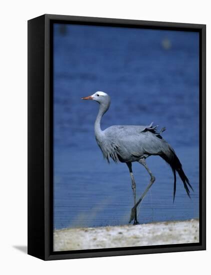 Blue Crane, Anthropoides Paradisea, Etosha National Park, Namibia, Africa-Thorsten Milse-Framed Stretched Canvas