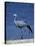 Blue Crane, Anthropoides Paradisea, Etosha National Park, Namibia, Africa-Thorsten Milse-Stretched Canvas