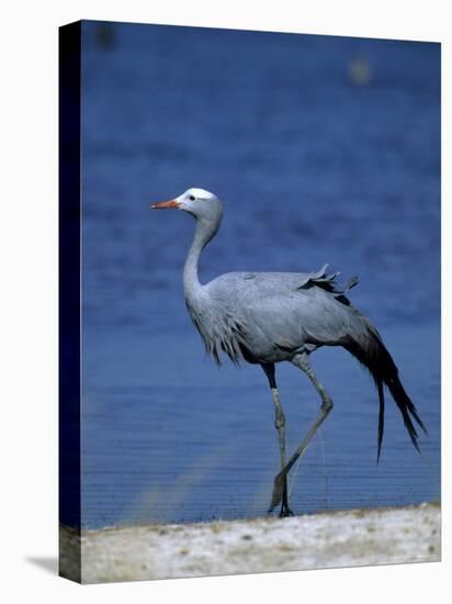 Blue Crane, Anthropoides Paradisea, Etosha National Park, Namibia, Africa-Thorsten Milse-Stretched Canvas