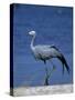 Blue Crane, Anthropoides Paradisea, Etosha National Park, Namibia, Africa-Thorsten Milse-Stretched Canvas