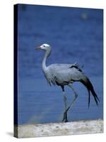 Blue Crane, Anthropoides Paradisea, Etosha National Park, Namibia, Africa-Thorsten Milse-Stretched Canvas