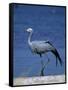 Blue Crane, Anthropoides Paradisea, Etosha National Park, Namibia, Africa-Thorsten Milse-Framed Stretched Canvas