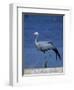 Blue Crane, Anthropoides Paradisea, Etosha National Park, Namibia, Africa-Thorsten Milse-Framed Premium Photographic Print
