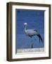 Blue Crane, Anthropoides Paradisea, Etosha National Park, Namibia, Africa-Thorsten Milse-Framed Photographic Print