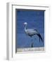 Blue Crane, Anthropoides Paradisea, Etosha National Park, Namibia, Africa-Thorsten Milse-Framed Photographic Print