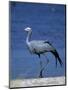 Blue Crane, Anthropoides Paradisea, Etosha National Park, Namibia, Africa-Thorsten Milse-Mounted Photographic Print