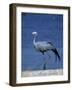 Blue Crane, Anthropoides Paradisea, Etosha National Park, Namibia, Africa-Thorsten Milse-Framed Photographic Print