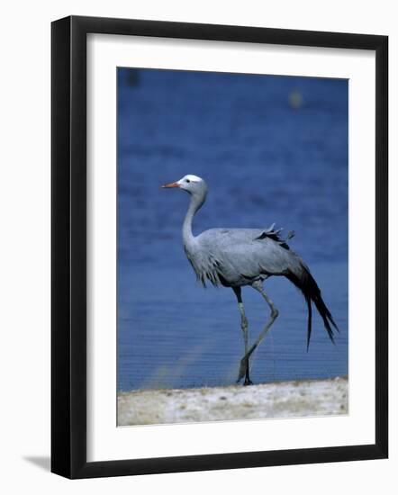 Blue Crane, Anthropoides Paradisea, Etosha National Park, Namibia, Africa-Thorsten Milse-Framed Photographic Print