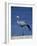 Blue Crane, Anthropoides Paradisea, Etosha National Park, Namibia, Africa-Thorsten Milse-Framed Photographic Print