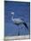 Blue Crane, Anthropoides Paradisea, Etosha National Park, Namibia, Africa-Thorsten Milse-Mounted Photographic Print