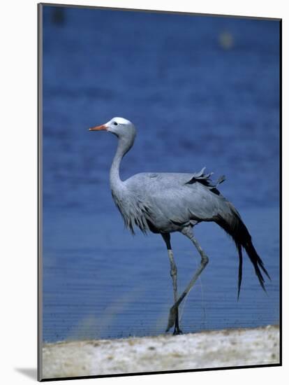 Blue Crane, Anthropoides Paradisea, Etosha National Park, Namibia, Africa-Thorsten Milse-Mounted Photographic Print