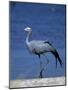 Blue Crane, Anthropoides Paradisea, Etosha National Park, Namibia, Africa-Thorsten Milse-Mounted Photographic Print