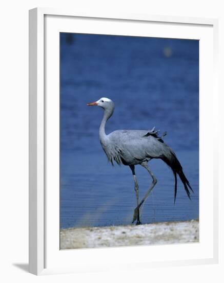 Blue Crane, Anthropoides Paradisea, Etosha National Park, Namibia, Africa-Thorsten Milse-Framed Photographic Print