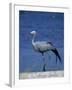 Blue Crane, Anthropoides Paradisea, Etosha National Park, Namibia, Africa-Thorsten Milse-Framed Photographic Print