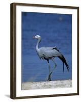 Blue Crane, Anthropoides Paradisea, Etosha National Park, Namibia, Africa-Thorsten Milse-Framed Photographic Print