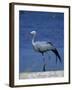 Blue Crane, Anthropoides Paradisea, Etosha National Park, Namibia, Africa-Thorsten Milse-Framed Photographic Print