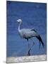 Blue Crane, Anthropoides Paradisea, Etosha National Park, Namibia, Africa-Thorsten Milse-Mounted Photographic Print