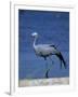 Blue Crane, Anthropoides Paradisea, Etosha National Park, Namibia, Africa-Thorsten Milse-Framed Photographic Print