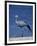 Blue Crane, Anthropoides Paradisea, Etosha National Park, Namibia, Africa-Thorsten Milse-Framed Photographic Print