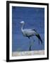 Blue Crane, Anthropoides Paradisea, Etosha National Park, Namibia, Africa-Thorsten Milse-Framed Photographic Print