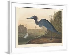 Blue Crane or Heron, 1836-John James Audubon-Framed Giclee Print