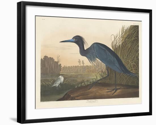 Blue Crane or Heron, 1836-John James Audubon-Framed Giclee Print